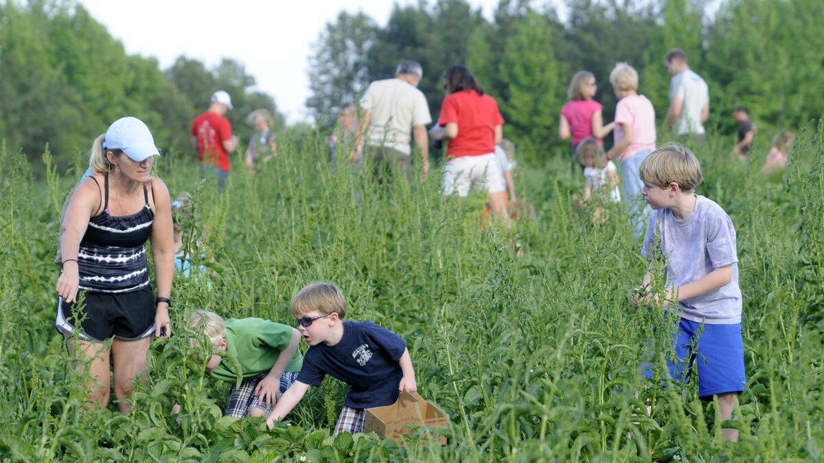 Strawberries are a familiar part of the agricultural landscape in York County. Tourists come here from around the region to pick them. York county officials want to expand agritourism to include wineries and venues for special events. Local farmers want to make sure the laws are written properly.