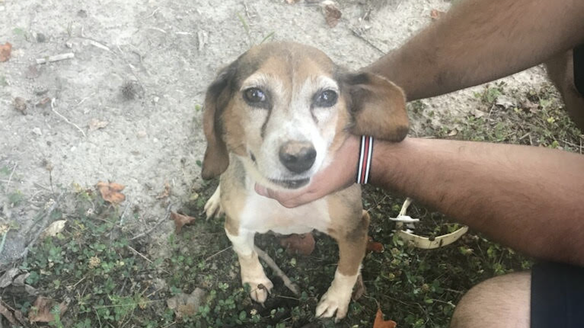 The Lesslie Fire Department rescued this beagle from the bottom of a 25-foot well Wednesday.