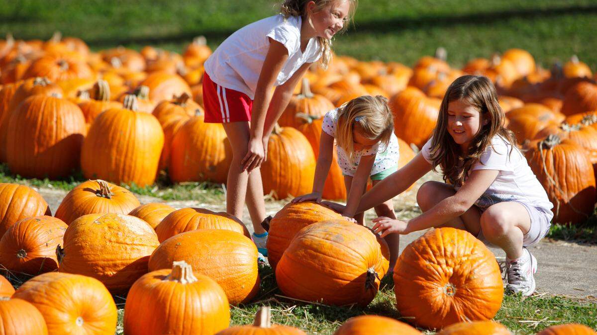 The Woodland United Methodist  Church on North Cherry Road in Rock Hill has their annual Pumpkin Patch open through Halloween.  The proceeds from pumpkin sales go to support youth mission trips in the summer. Hours are 11:30 a.m.-7:30 p.m, weekdays; 10 a.m.-7:30 p.m. Saturdays and 12:30-7:30 p.m. Sundays.