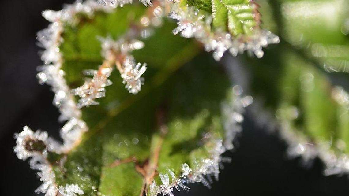 Should you bring your plants inside? That’s the question as a chill runs through Beaufort Co.