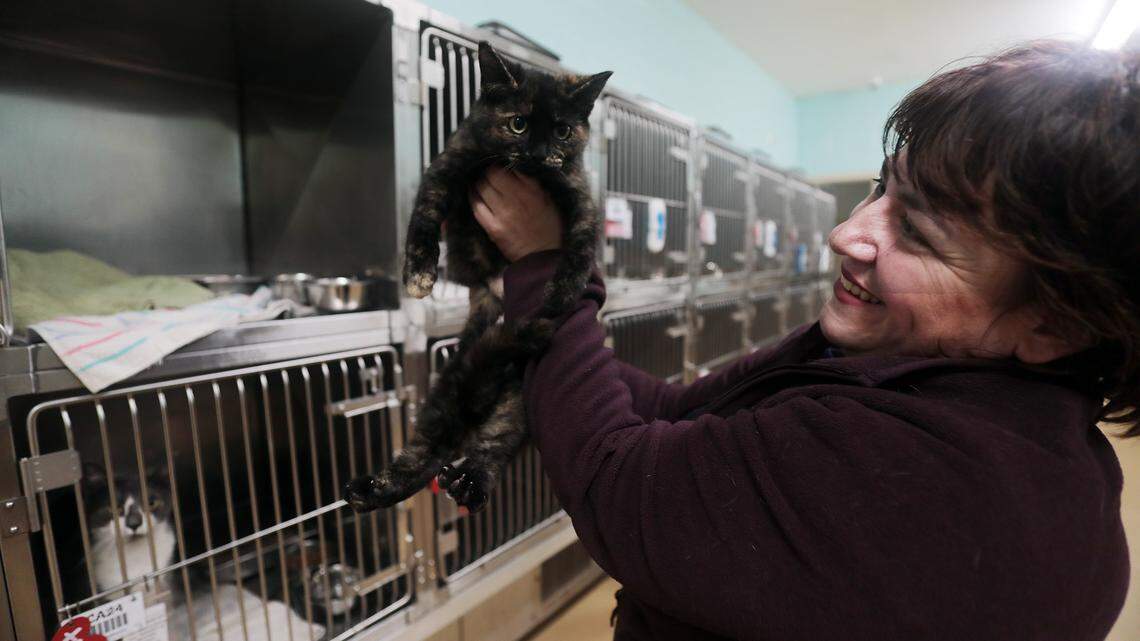 COVID exposures mean changes at the York County animal shelter. Here’s what to know.