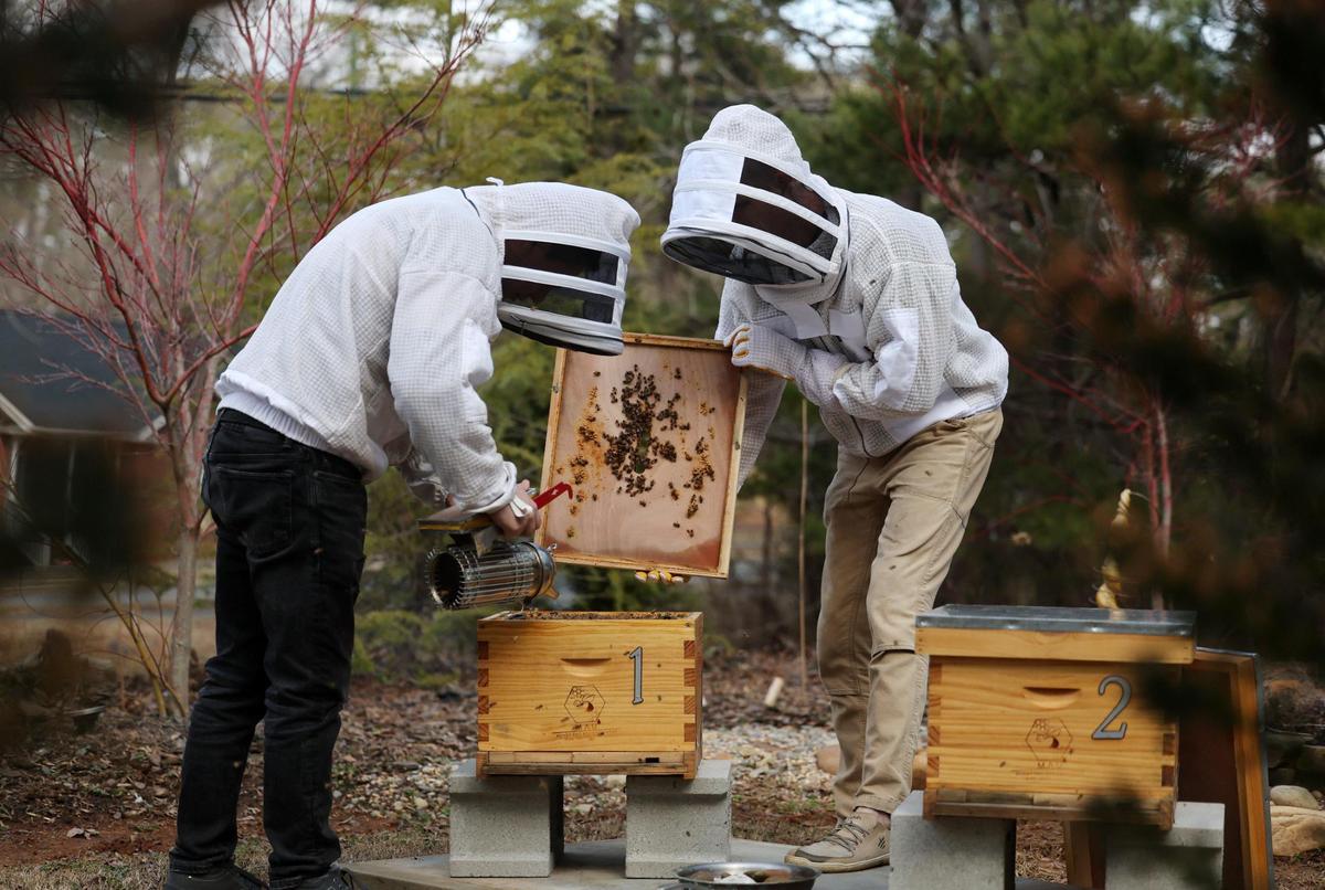 Karen Avetisyan, left, and Zan Maddox work with a bee hive Friday in Rock Hill.