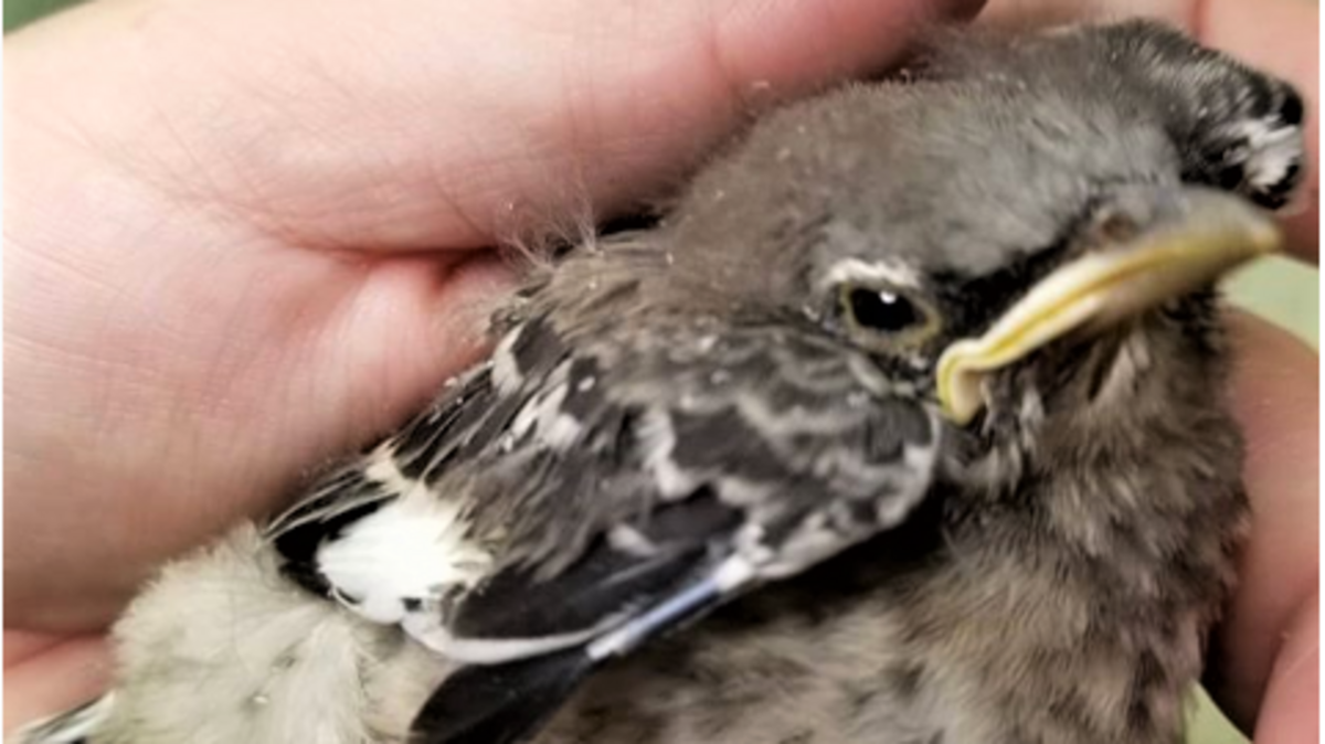 Fledglings are well feathered, alert and hopping on the ground. At this stage they are learning to fly and parents should be nearby.