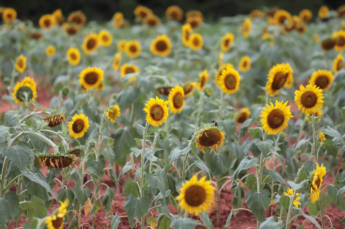 Sunflowers are in bloom in early July at the Draper Wildlife Management Area in York County.