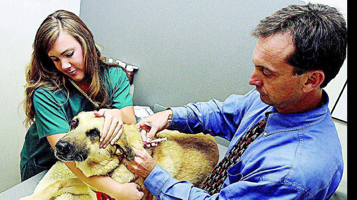Certified veterinary technician Jaime Black, left, holds Norman, a German shepherd, as he gets a rabies shot from Dr. John Mazur at the Catawba Animal Clinic in Rock Hill on Wednesday. Warmer weather and a growing population have made encounters with wild animals more common, thus increasing the chances for pets and humans to contract rabies.