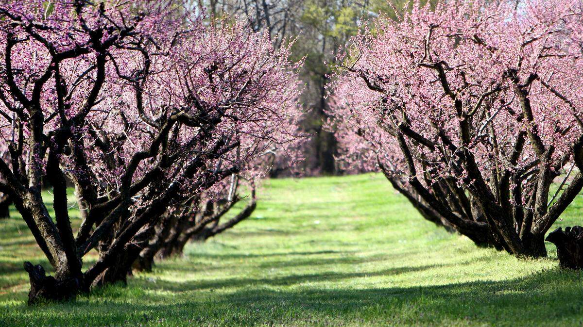 Peach trees bloom in the Spring at the Anne Springs Close Greenway in Fort Mill.