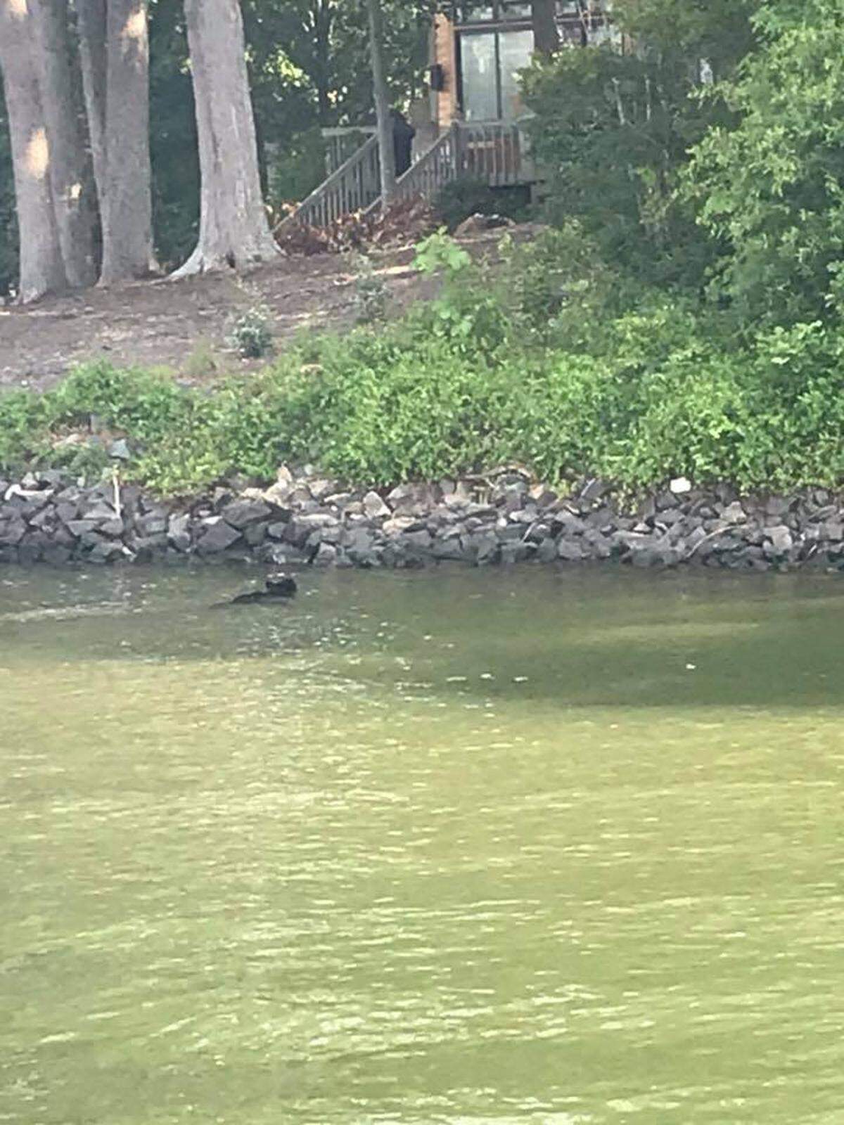 A bear took a swim in Lake Wylie Saturday morning.