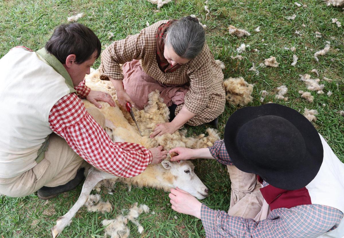 From left, Kevin Lynch, Lisa Swetnam and Will Shelton of Historic Brattonsville shear a sheep.