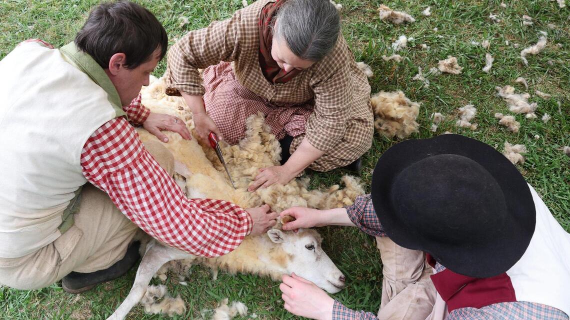 Life on the farm: Ewes and lambs on historic plantation get a makeover