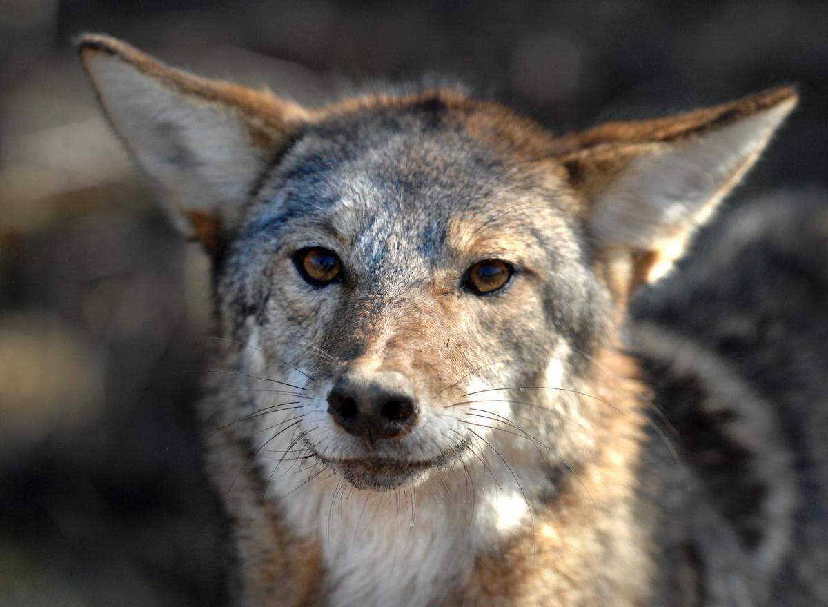 The N.C. Wildlife Resources Commission (NCWRC) says coyotes are common throughout the state, but tend to stay in secluded areas. During “pupping season” -- typically April and May -- they may venture closer to humans in search of food to feed their young.