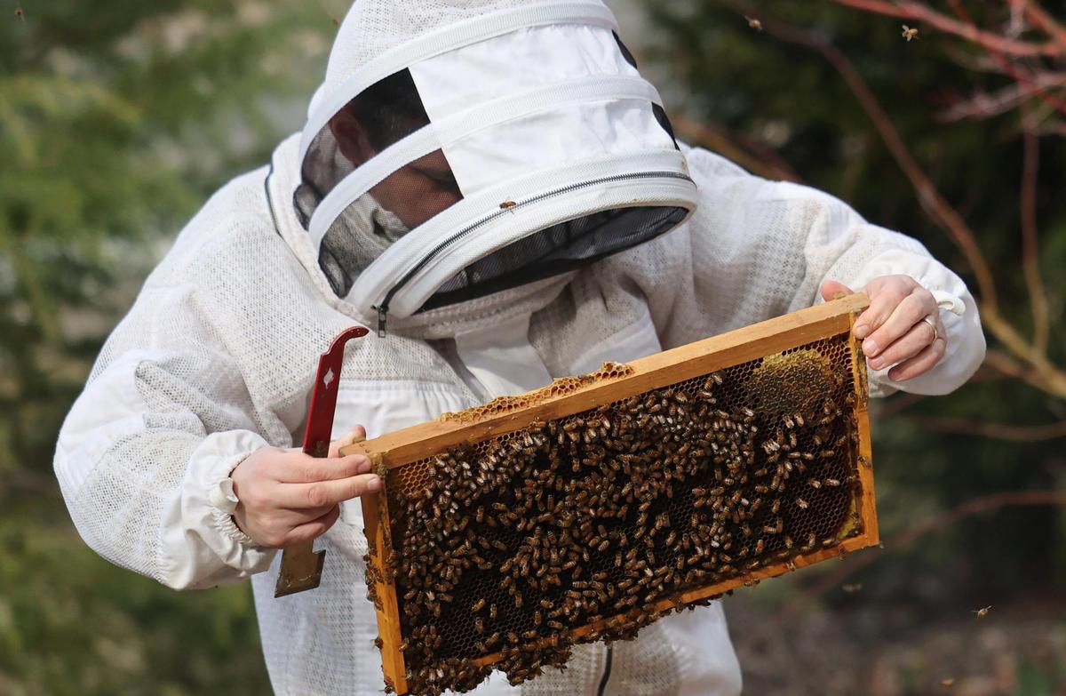 Karen Avetisyan works with a hive at a customer’s property Friday in Rock Hill.