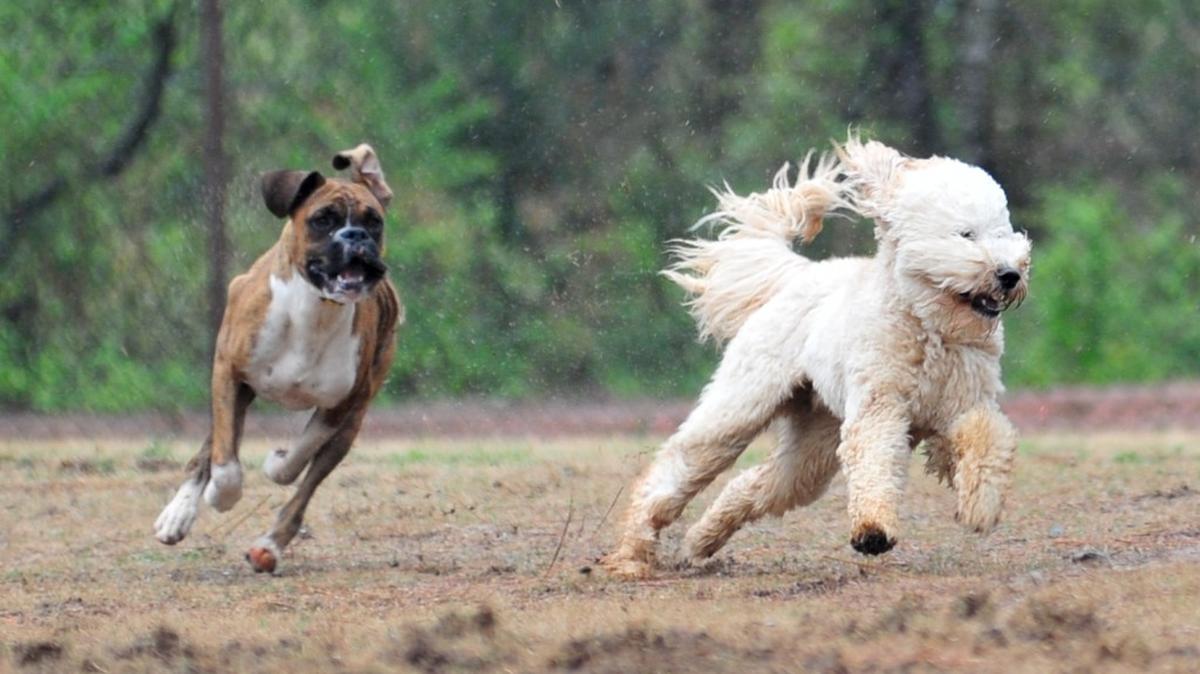A 1.9-acre dog park is part of the town of Mint Hill’s Brief Road park plan. File photo shown is Mary Warner Mack Dog Park in Fort Mill.