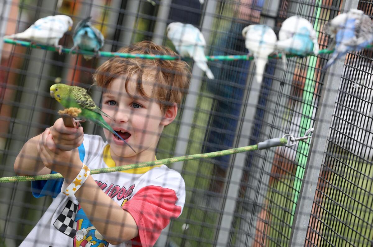 7-year-old Case Fickle feeds a bird Friday, May 2, 2025 at the Pretty Bird Paradise exhibit at Fort Mill’s Strawberry Festival.