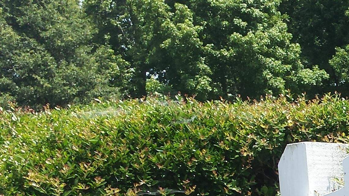 According to the police report, a Charlotte man came to Steele Street Park in Fort Mill Wednesday to buy an iPhone 7 from someone he met online but was robbed at gunpoint instead.