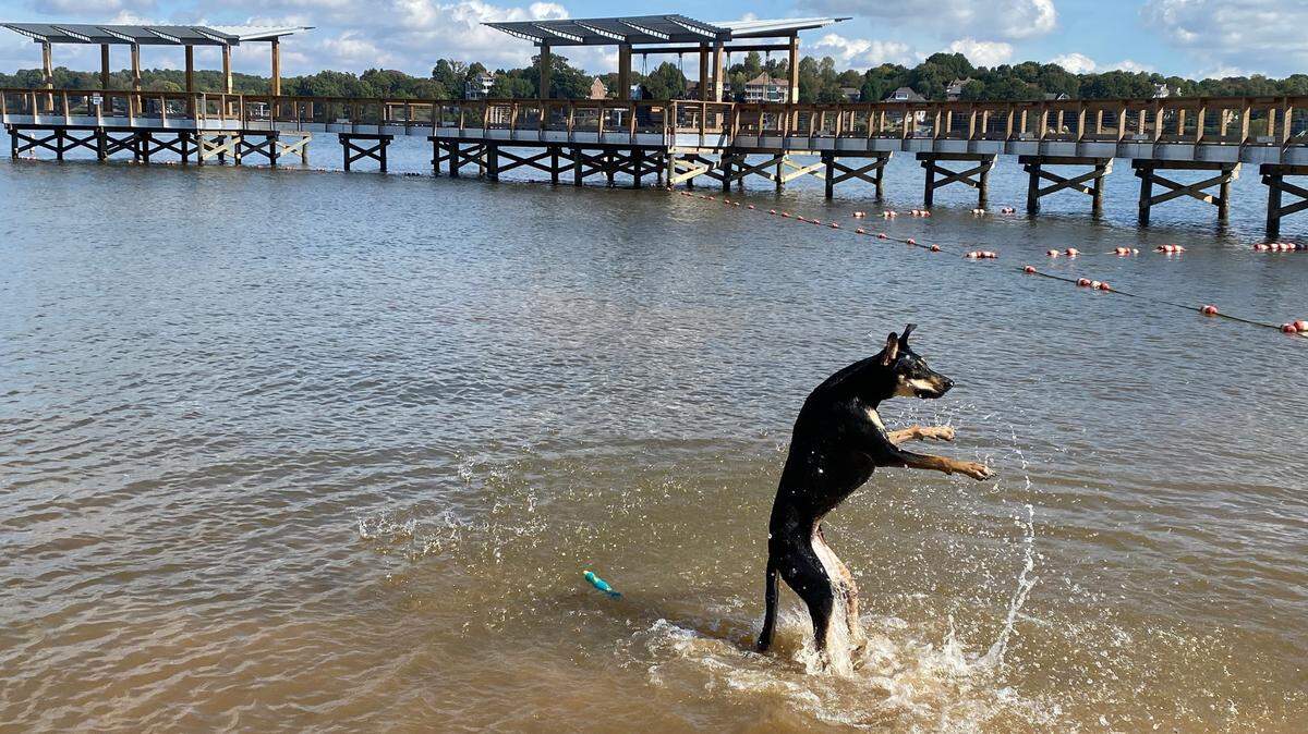 A dog plays in Lake Wylie at Ebenezer Park.