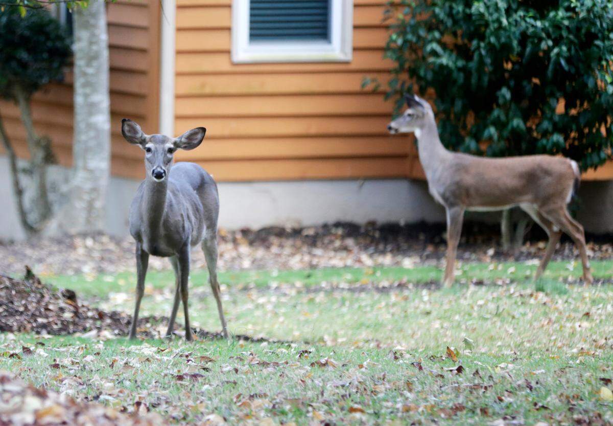 Deer hang out in a yard in Tega Cay on Tuesday, Oct. 18, 2022.