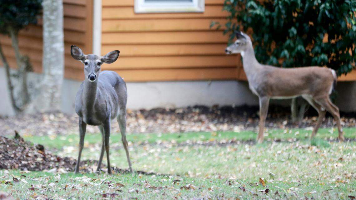 Deer hang out in a yard in Tega Cay on Tuesday, Oct. 18, 2022.