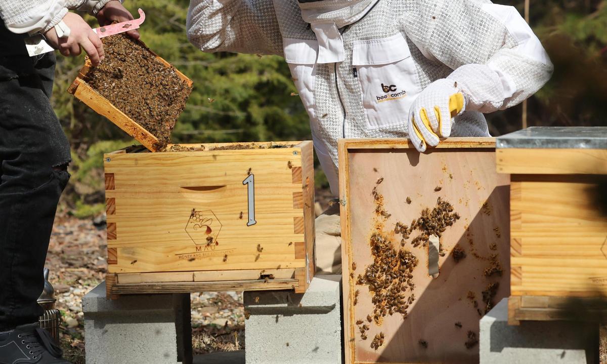 Karen Avetisyan, left, and Zan Maddox work with a bee hive Friday in Rock Hill.
