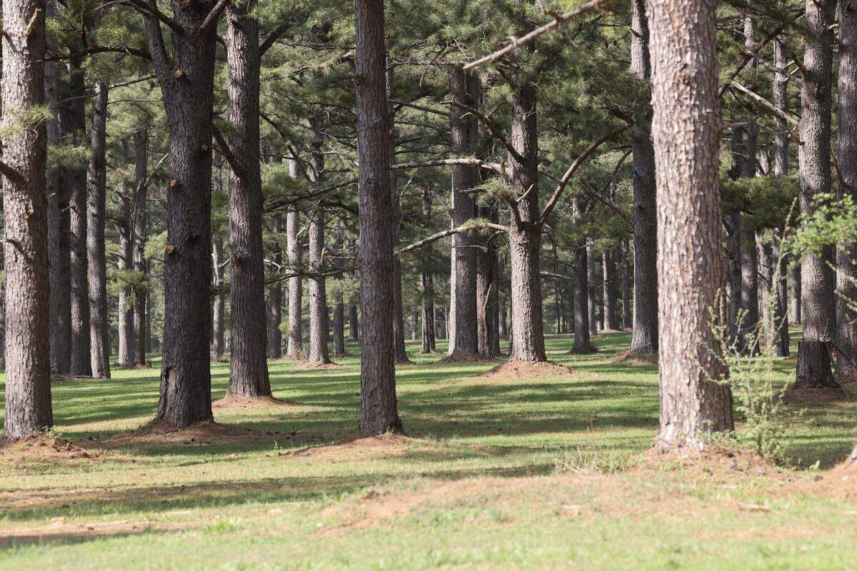 A grove of pine trees is a main feature at the Catawba Bend Preserve in York County. The trees were planted by a paper and pulp company but never harvested. Now they line the landscape of the 1,900-acre park.