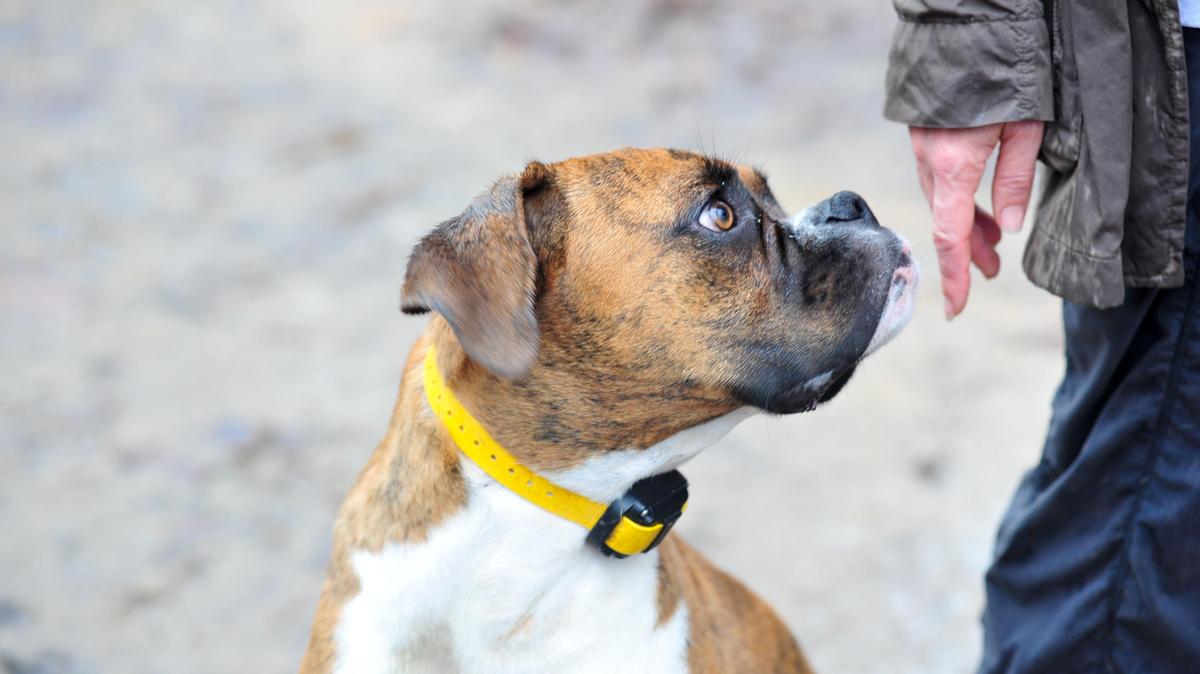 Nicole Bis brings Henry, an 8 month old boxer, to visit the Mary Warner Mack Dog Park for the quarterly open house Saturday morning.