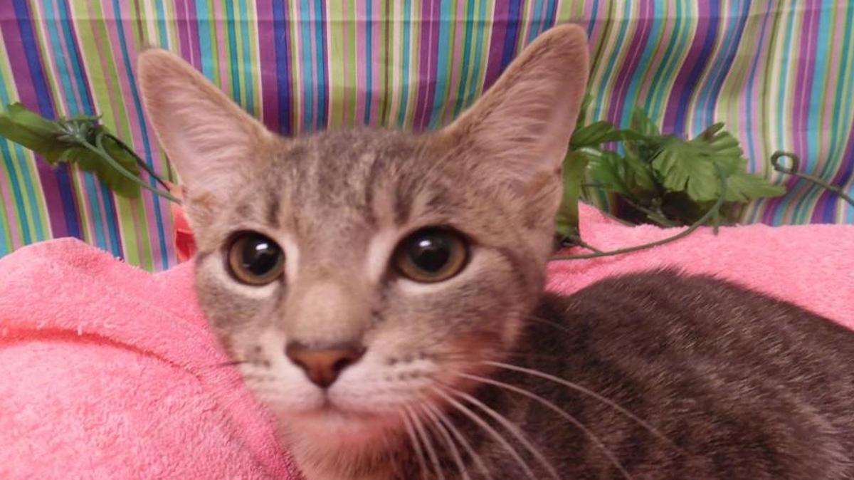 Skylar (A070485) is a male silver tabby domestic shorthair about 9 months old. Skylar is very playful, loves to be petted, play hide and seek and “talks” a lot. He would rather be an only cat. The adoption fee is $77 and covers spay/neuter, microchip and age appropriate vaccinations. See Skylar at the York County Animal Shelter, 713 Justice Blvd. York. Hours are 9 a.m.-5 p.m. Monday-Friday and 9:30 a.m.-12:30 p.m. Saturday.