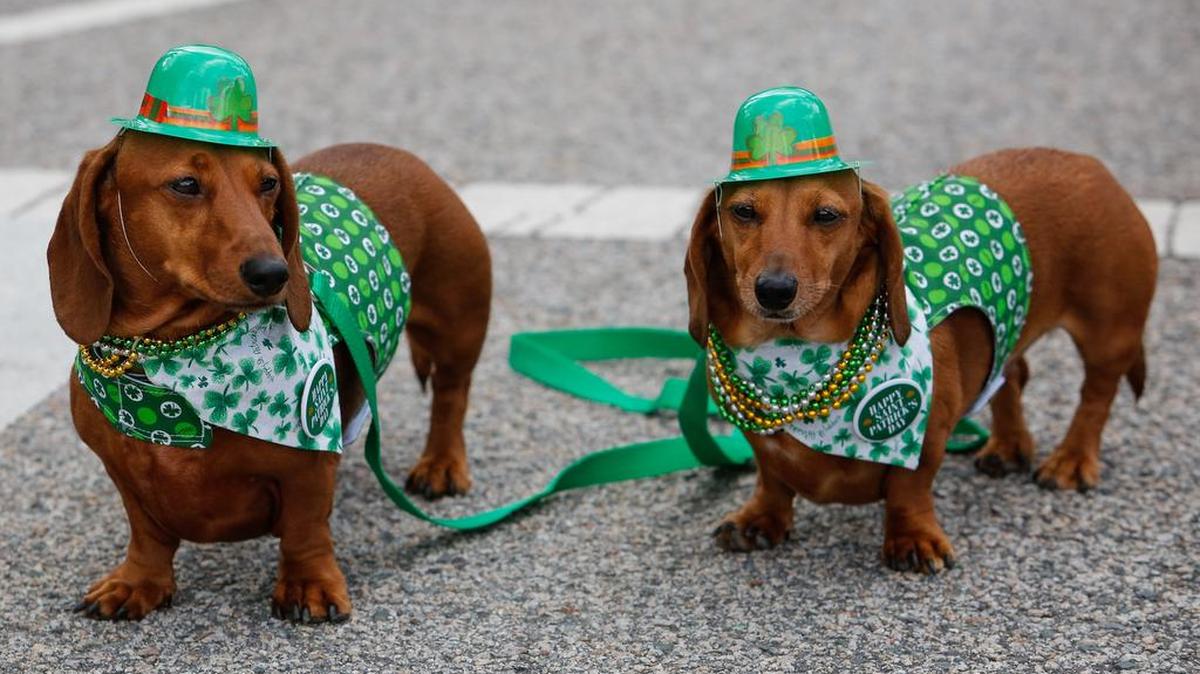 The town of Clover hosts an annual St. Patrick’s Day Festival that includes events for dogs.