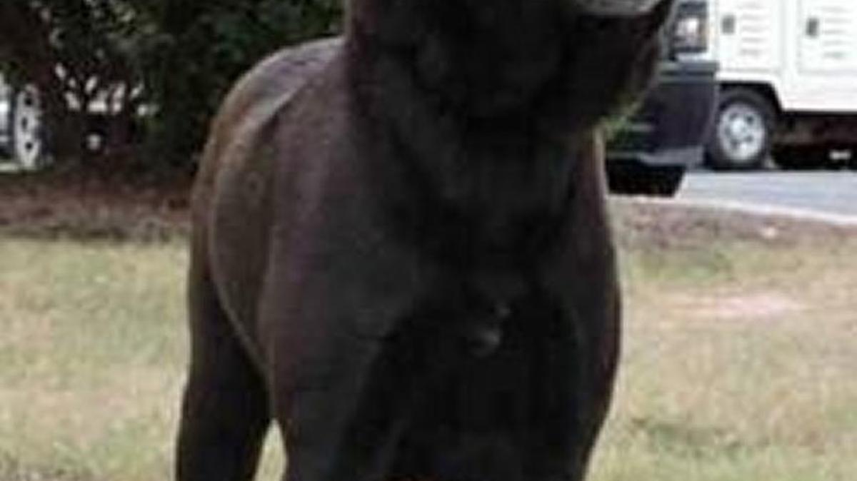 Sadie