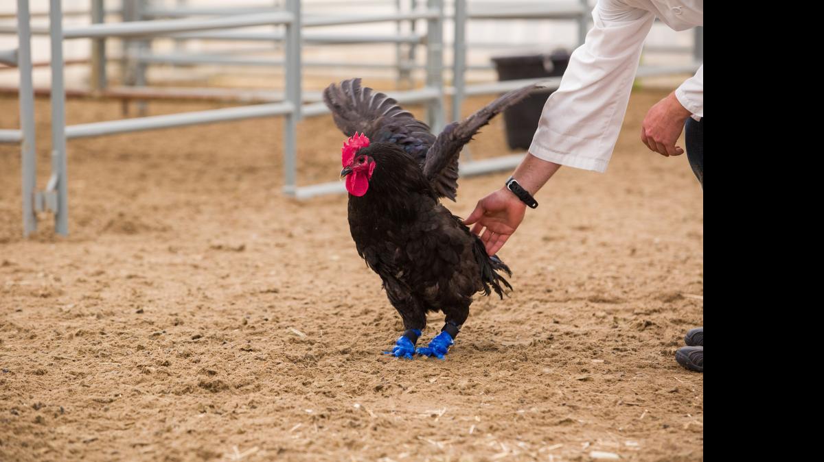 
A rooster who lost his feet to frostbite wears prosthetic legs created on 3D printer and designed by Schulich School of Engineering student Doug Kondro. Kondro worked with Daniel Pang, a professor in the Faculty of Veterinary Medicine, on the project. 
