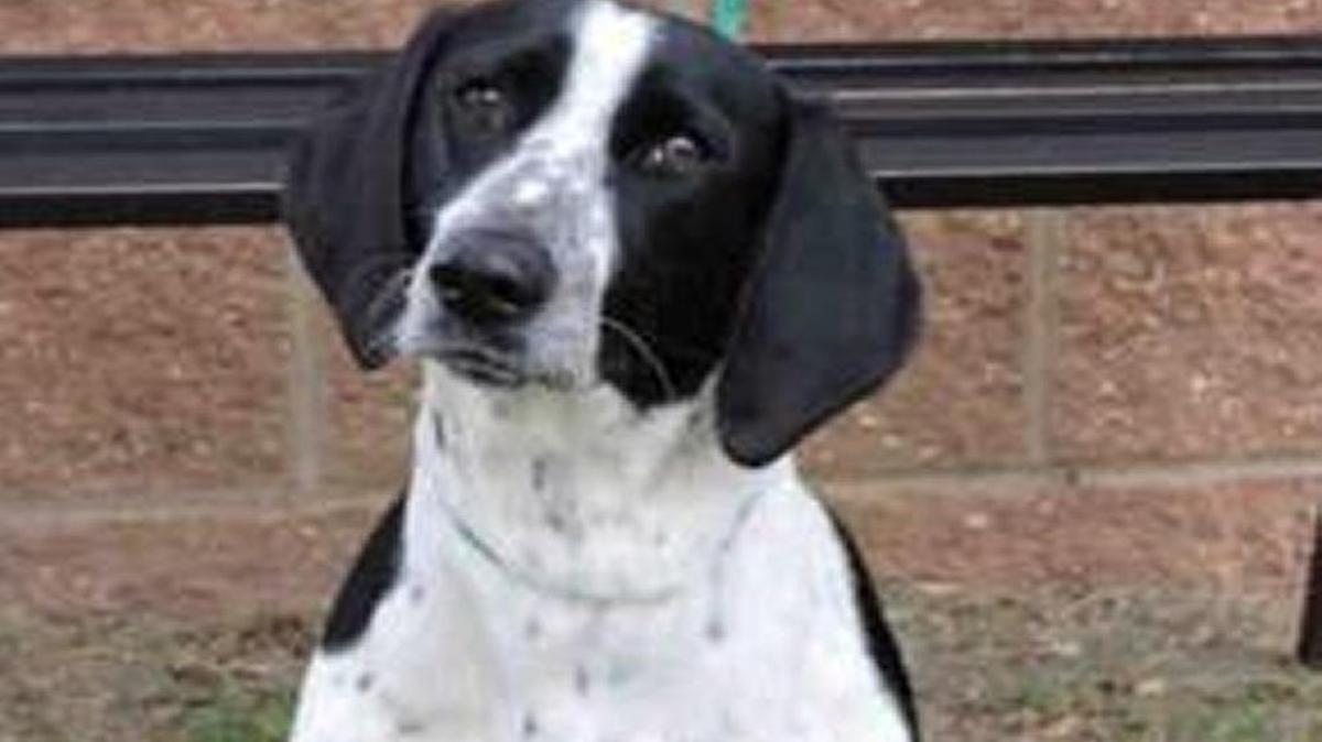 Hannah (A071051) is a spayed female, white and black Basset Hound mix about nine month old. Adoption fee is $77 and covers spay/neuter, microchip and age appropriate vaccinations. See Hannah at the York County Animal Shelter, 713 Justice Boulevard, York. Shelter hours are 9 a.m.-5 p.m. weekdays and 9:30 a.m.-12:30 p.m. Saturday.