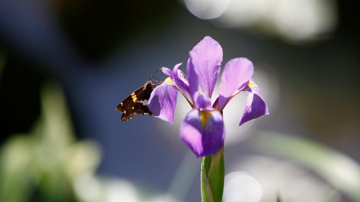 Charlotte Iris Society annual rhizome sale is Saturday at the Charlotte Regional Farmers Market in Charlotte featuring locally produced irises.