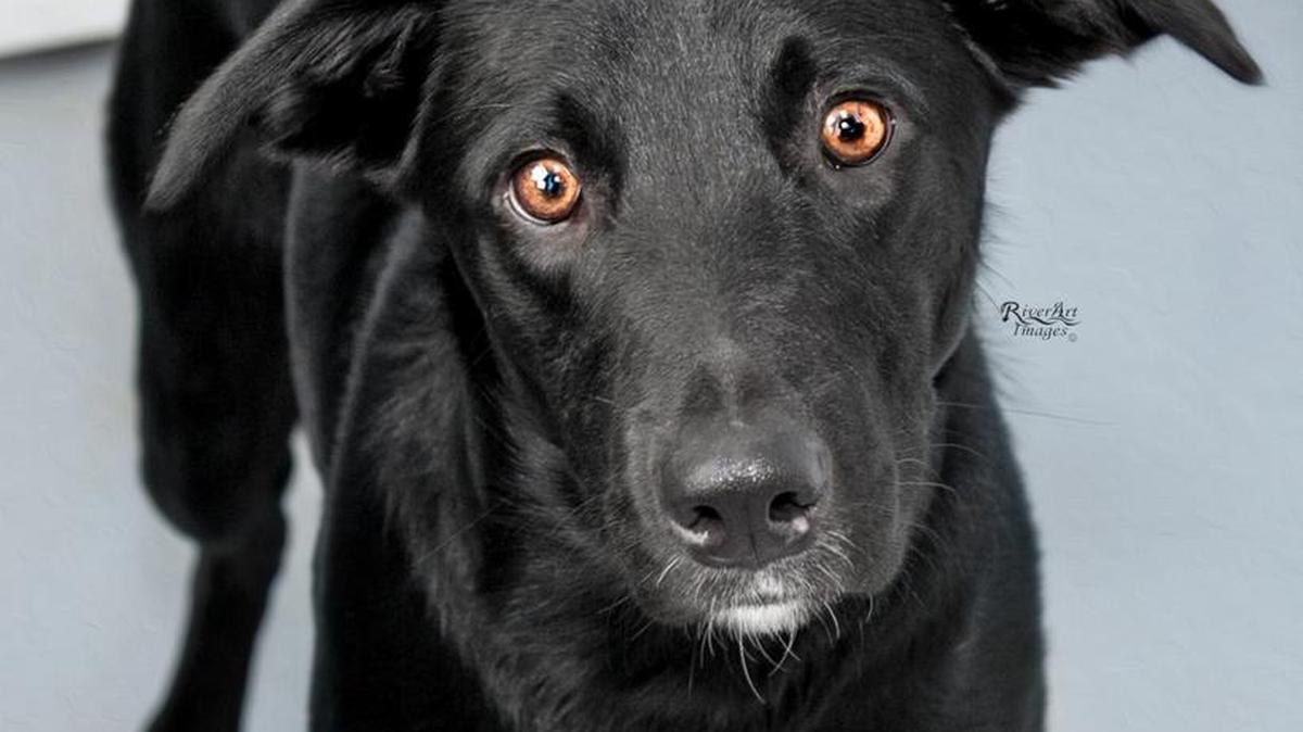 
Vader
