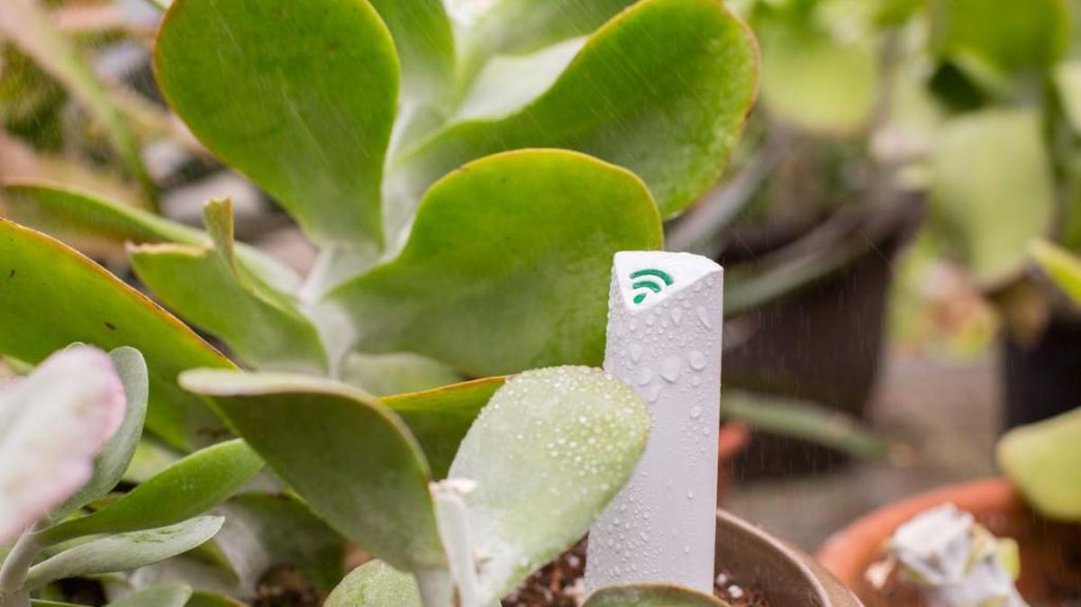 PlantLink is a startup that makes a sensor that tells users when their plants need to be watered.