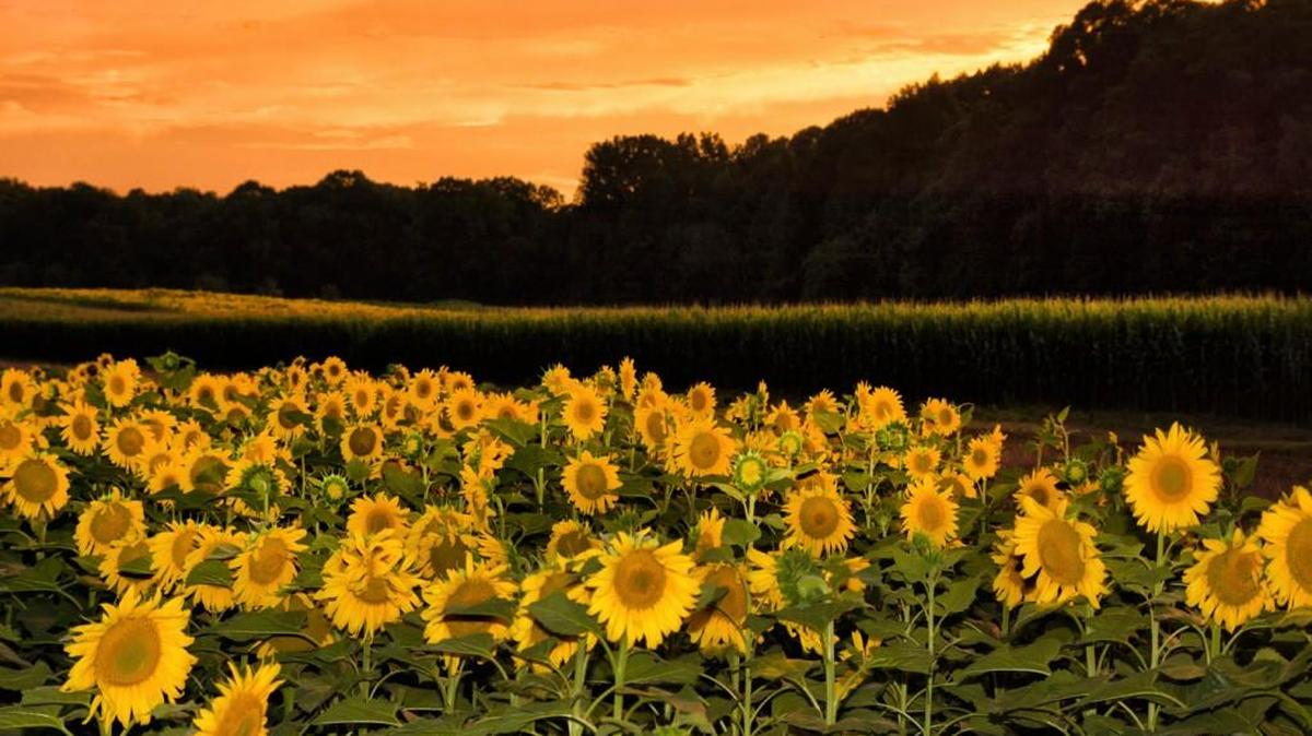 ‘Sunflowers at Sunset’ by Gerry King will be among work on display at “Piedmont Perspectives: Artwork by the Catawba River Art Guild” at the Museum of York County. Opening day, Jan. 20, will feature ‘Come Draw With Me,’ where the public can sketch with artists.
