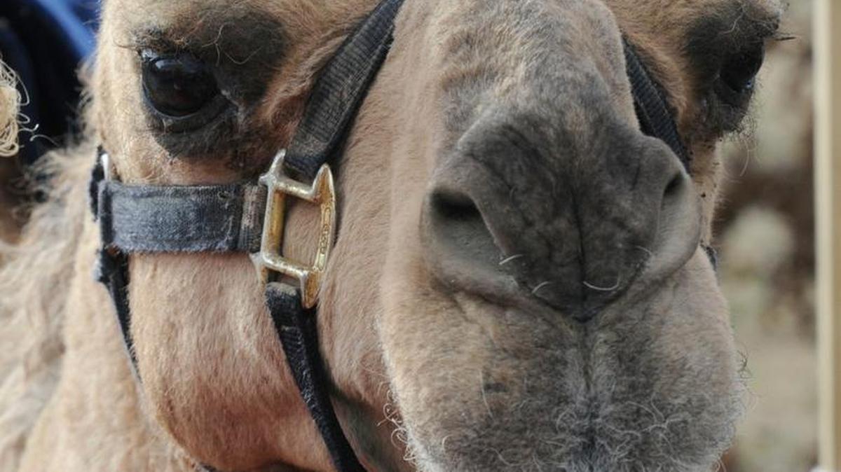 Sheba the Camel will be on site for camel rides during NarroWay Productions’ “Summer Fun Day” Thursday in Fort Mill.