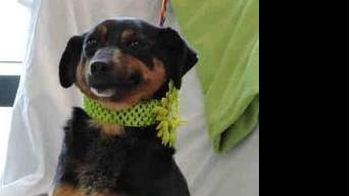 
Agatha (A068282) is a spayed female, black and tan Dachshund mix available at the York County Animal Shelter, 713 Justice Blvd., York. She is about a year and a half old. Agnes is a smaller dog and very sweet and calm. She gets along great with other dogs. Adoption fee is $77 which includes spay/neuter, basic shots, and a microchip. Shelter hours are 9 a.m.-5 p.m. weekdays and 9:30 a.m.-12:30 p.m. Saturday.

