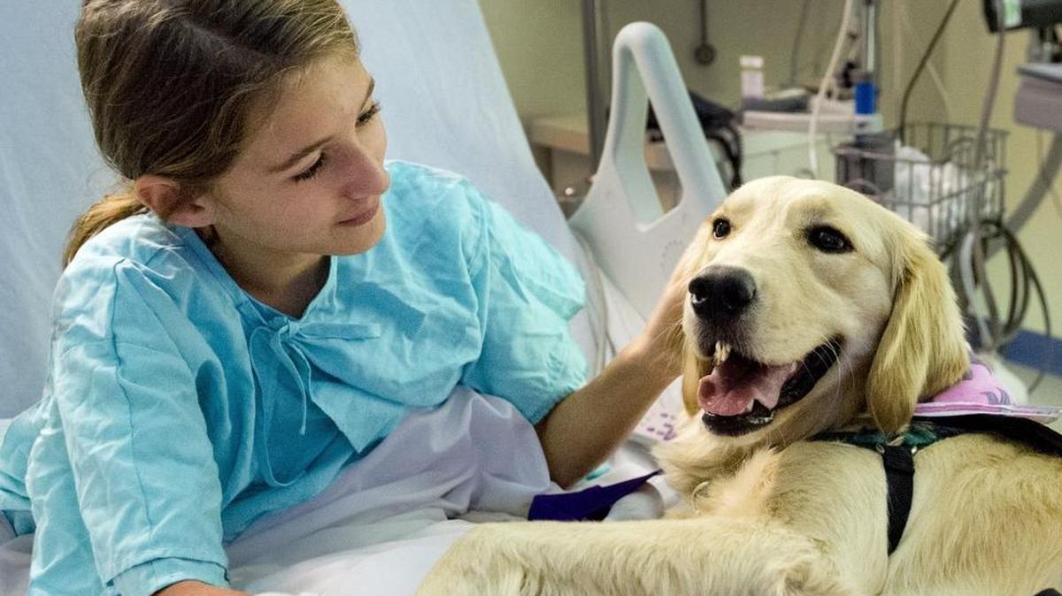 Diana Hisle, 12, of Leawood, pets therapy dog Hope Children’s Mercy Hospital Kansas in Overland Park, Kan.
