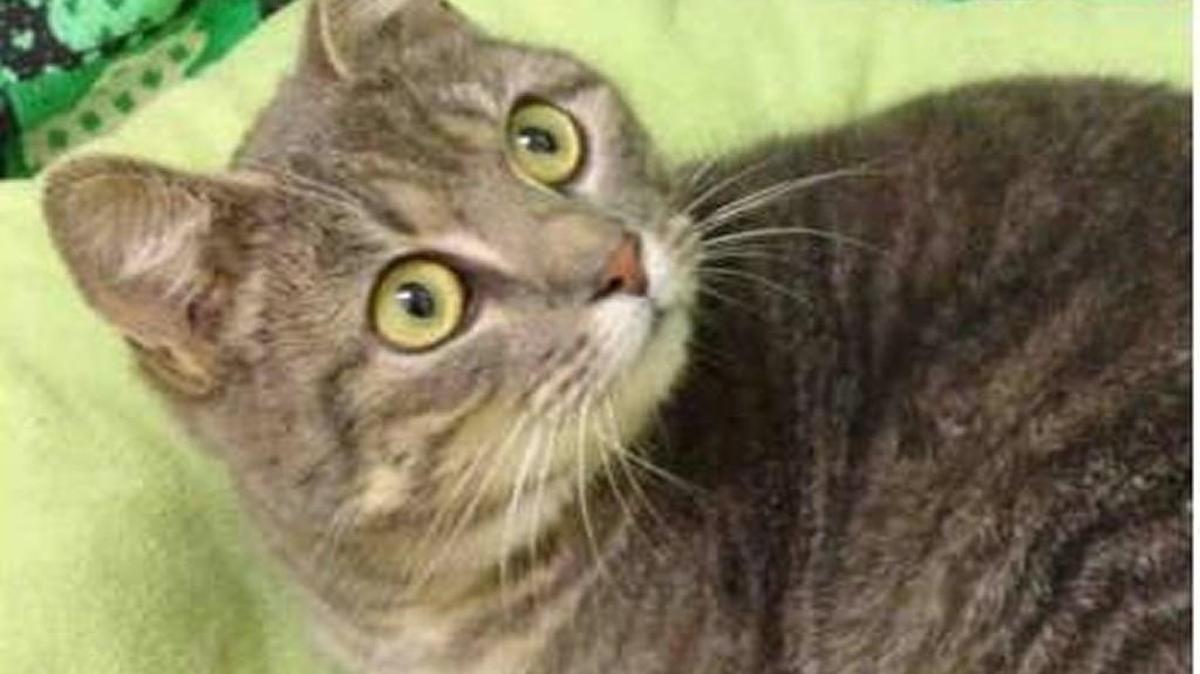 York County Animal Shelter Ginny (A072589) is a female, silver tabby domestic shorthair about 10 month old. Ginny is very calm, gentle, and sweet. She likes to be close to you. Adoption fee is $77 and covers spay/neuter, microchip and age appropriate vaccinations. See Ginny from 9 a.m.-5 p.m. weekdays and 9:30 a.m.-12:30 p.m. Saturday at the York County Animal Shelter, 713 Justice Blvd., York.
