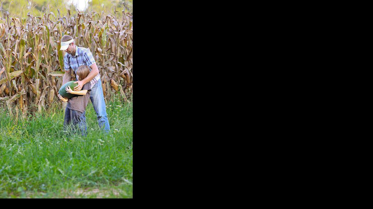 
Nat Bradford and his son, Danny, harvest a Bradford watermelon. A mature melon can weigh up to 40 pounds.
