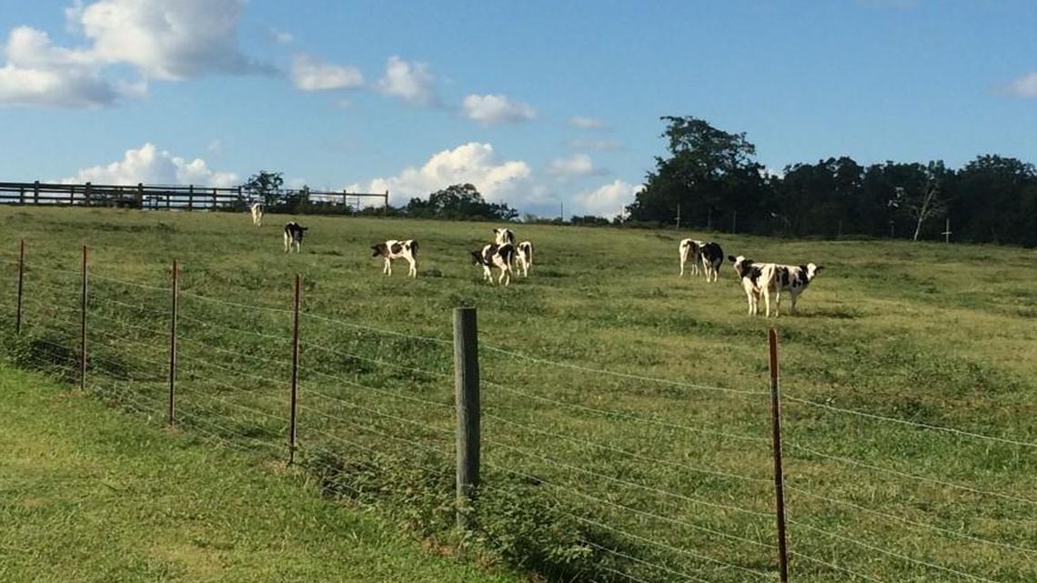 
Hickory Hill Milk is tucked in along the edge of Sumter National Forest and sells non-homogenized whole and chocolate milk and buttermilk.
