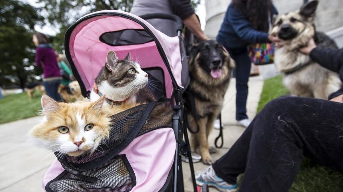 Friendship Uninted Methodist Church will host a Blessing of the Animals July 30 at Palmetto Veterinary Medicine and Surgery.