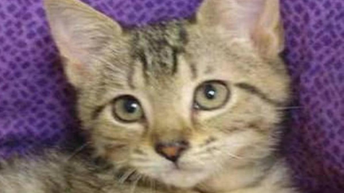 
Colette (A069044) is a female brown tabby domestic shorthair about 4 months old. Colette is available at the York County Animal Shelter, 713 Justice Boulevard, York. Shelter hours are 9 a.m.-5 p.m. weekdays and 9:30 a.m.-12:30 p.m. Saturday. Adoption fee is $77 and covers spay/neuter, microchip and age appropriate vaccinations.
