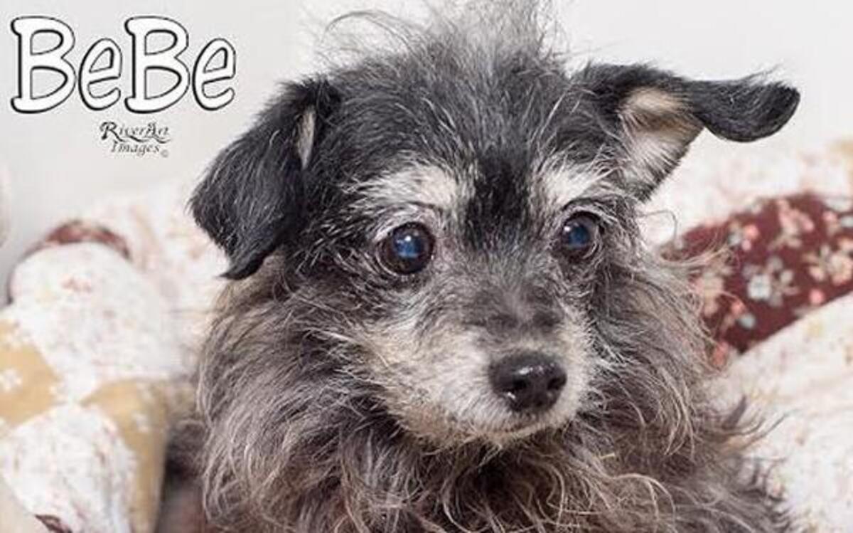 Bebe
