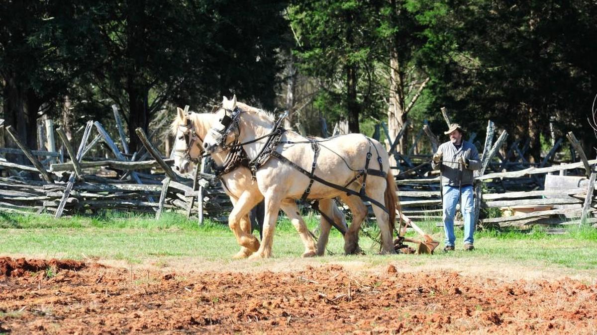 A team of Percherons are used to plow a field Saturday during Children’s Day on the Farm at Historic Brattonsville.