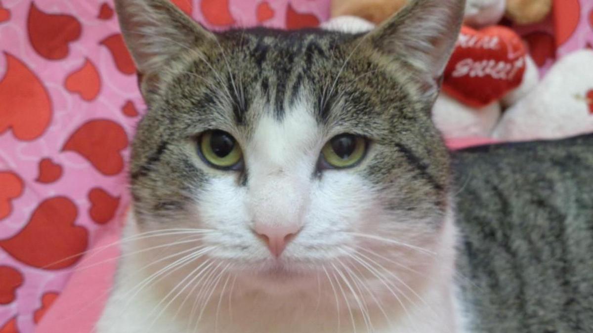 Mannix (A072098) is a neutered male, gray tabby and white Domestic Shorthair about 2 years old. Mannix is very laid back. He would make a great lap kitty. He’s a little nosy but very calm. Adoption fee is $77 and covers spay/neuter, microchip and age appropriate vaccinations. See Mannix from 9 a.m.-5 p.m. weekdays and 9:30 a.m.-12:30 p.m. Saturday at the York County Animal Shelter, 713 Justice Blvd., York.