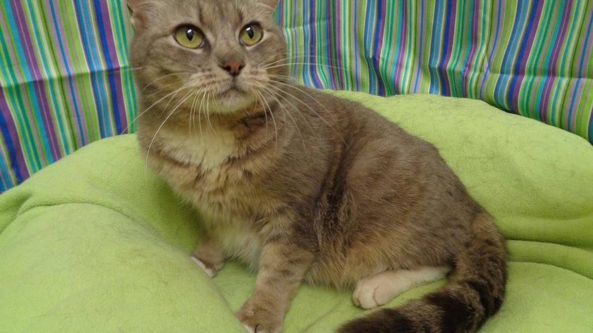 Sylva (A072829) is a spayed female, silver tabby and white domestic shorthair about 13 months old. Sylva is playful, curious, likes to find hiding places and cuddle in your lap. Adoption fee is $77 and covers spay/neuter, microchip and age appropriate vaccinations. See Sylva from 9 a.m.-5 p.m. weekdays and 9:30 a.m.-12:30 p.m. Saturday at the York County Animal Shelter, 713 Justice Blvd., York.