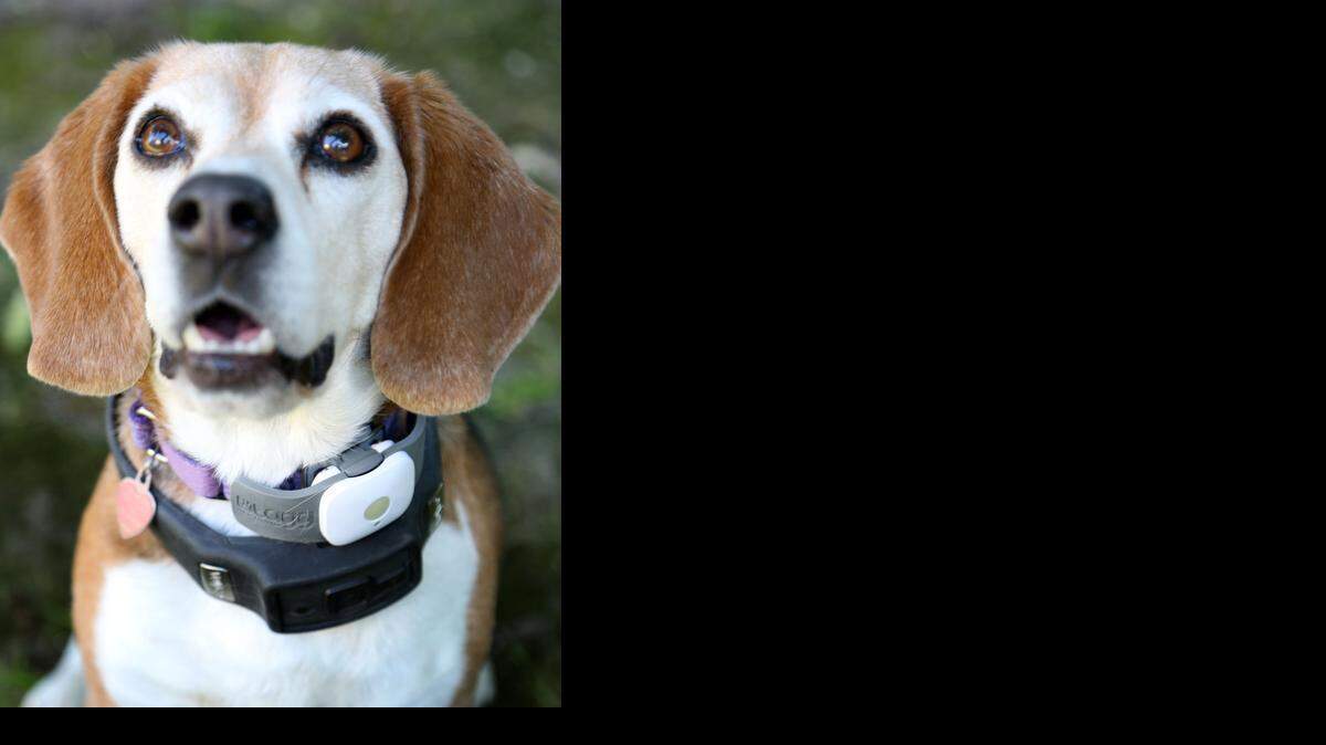 
Lucy, a beagle owned by Patrick May, wears two tech devices – Tagg, a pet tracker, and Voyce, a monitor of activity levels.
