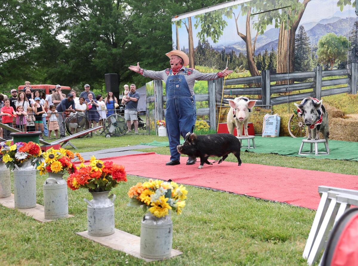 Les Kimes of Pork Chop Revue, shows off his hogs Friday, May 2, 2025 at the Strawberry Festival in Fort Mill