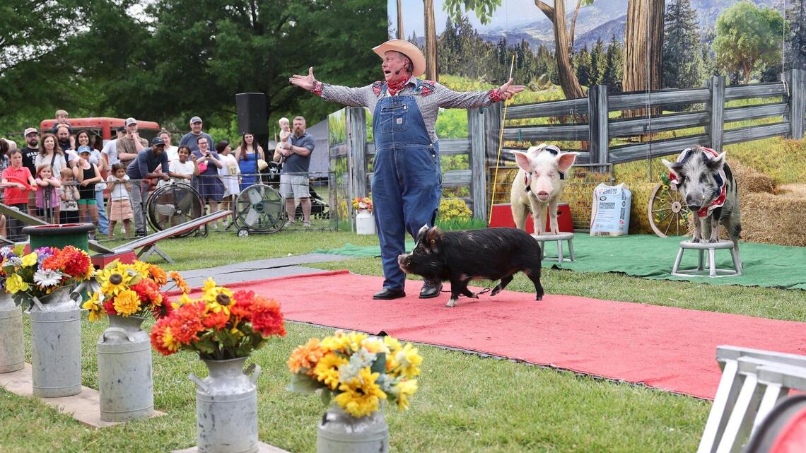 Performing potbelly pigs, strawberry treats draw large crowds at annual Fort Mill festival. Want to go?