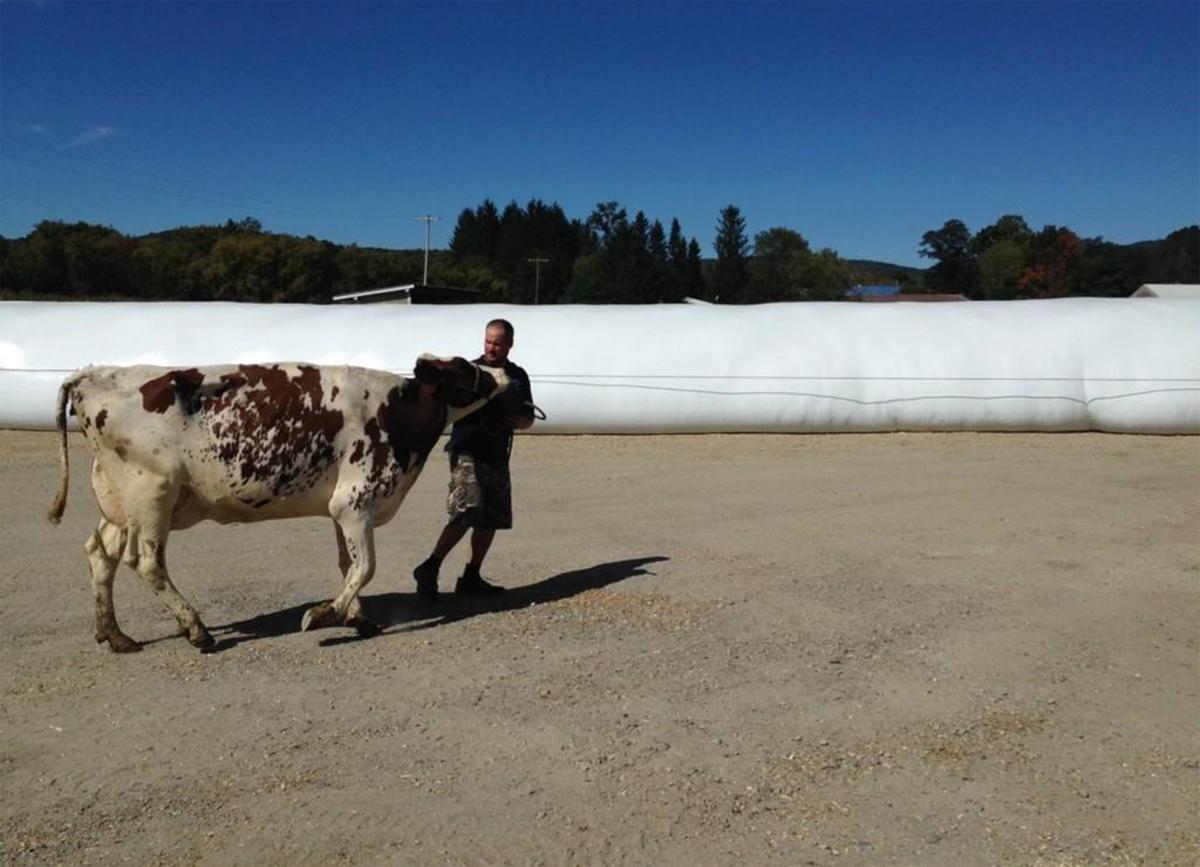 Adam Austin leads Delicacy, a heifer that he bought for $10,000 because of the animal’s promising genetic profile, at Lincoln Hill Farm in Eagle Bridge, N.Y. The white mass behind Austin is an enormous bag of cattle feed.