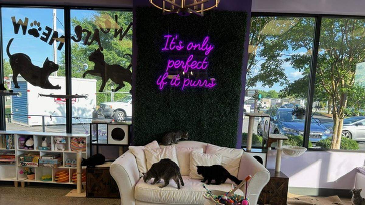 Purrfect Pair Cat Cafe has cats for adoption from the York County Humane Society.